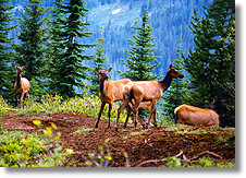Elk Hunting